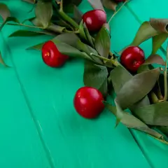 Frutos rojos brillantes sobre fondo verde turquesa, evocando la diferencia entre picota y cereza.
