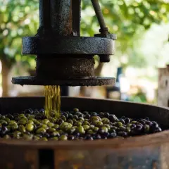 Aceite de oliva virgen goteando sobre aceitunas en una prensa antigua. Así es como hacer aceite de oliva en casa.