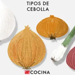 Ilustración de varios tipos de cebolla: blanca, roja, amarilla, chalota y cebolleta.