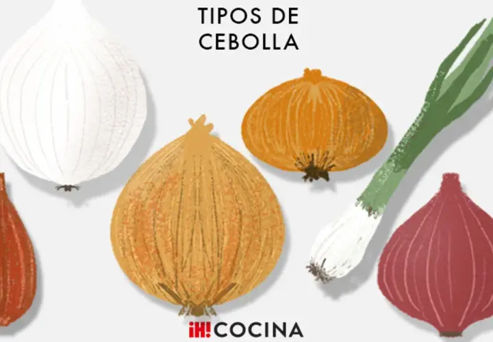 Ilustración de varios tipos de cebolla: blanca, roja, amarilla, chalota y cebolleta.