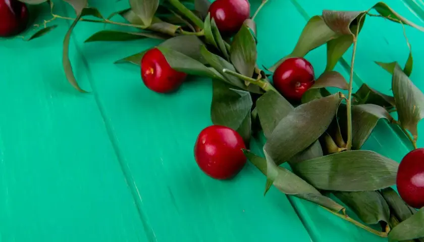 Frutos rojos brillantes sobre fondo verde turquesa, evocando la diferencia entre picota y cereza.