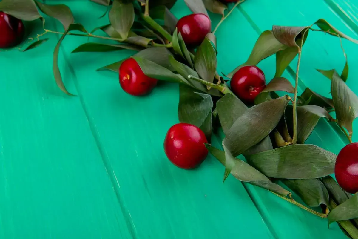 Frutos rojos brillantes sobre fondo verde turquesa, evocando la diferencia entre picota y cereza.