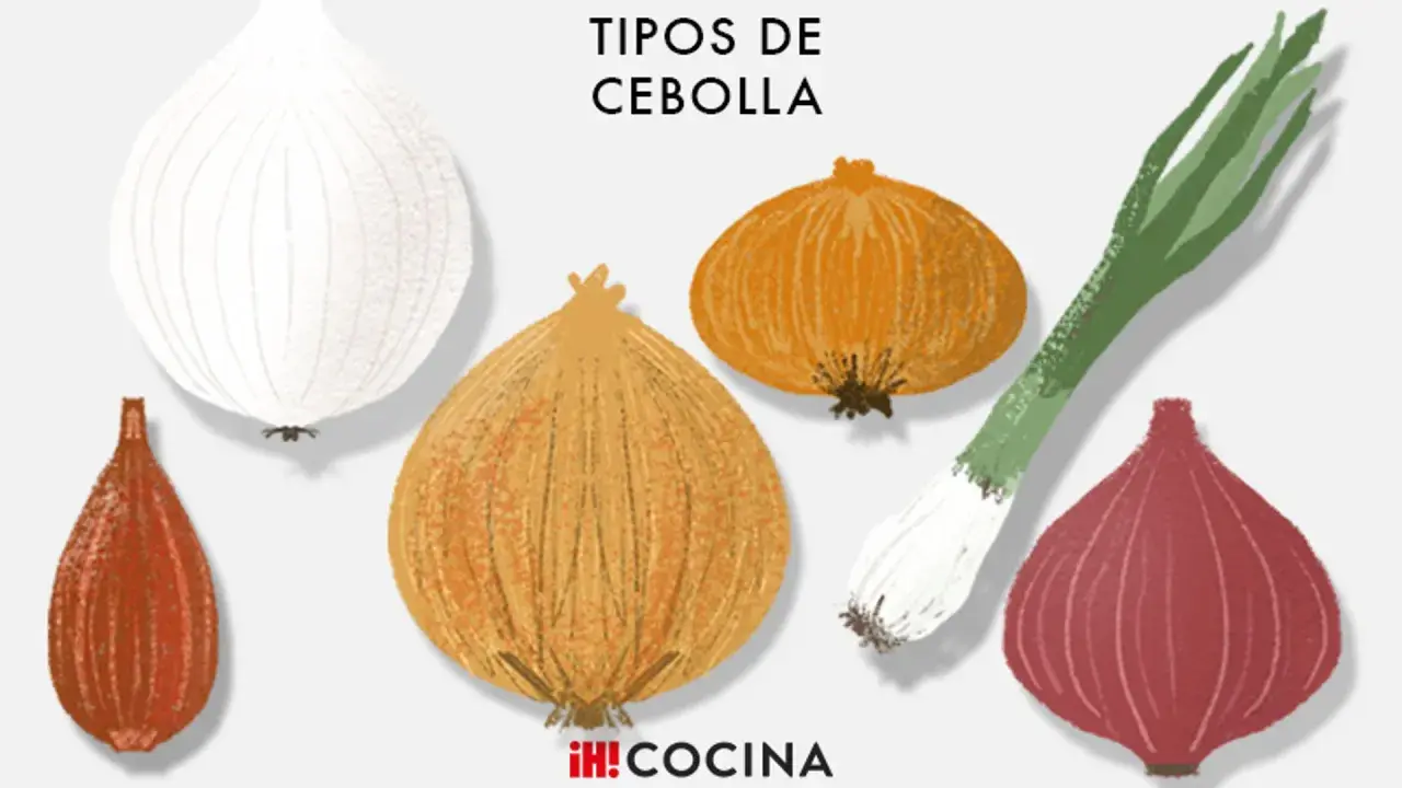 Ilustración de varios tipos de cebolla: blanca, roja, amarilla, chalota y cebolleta.