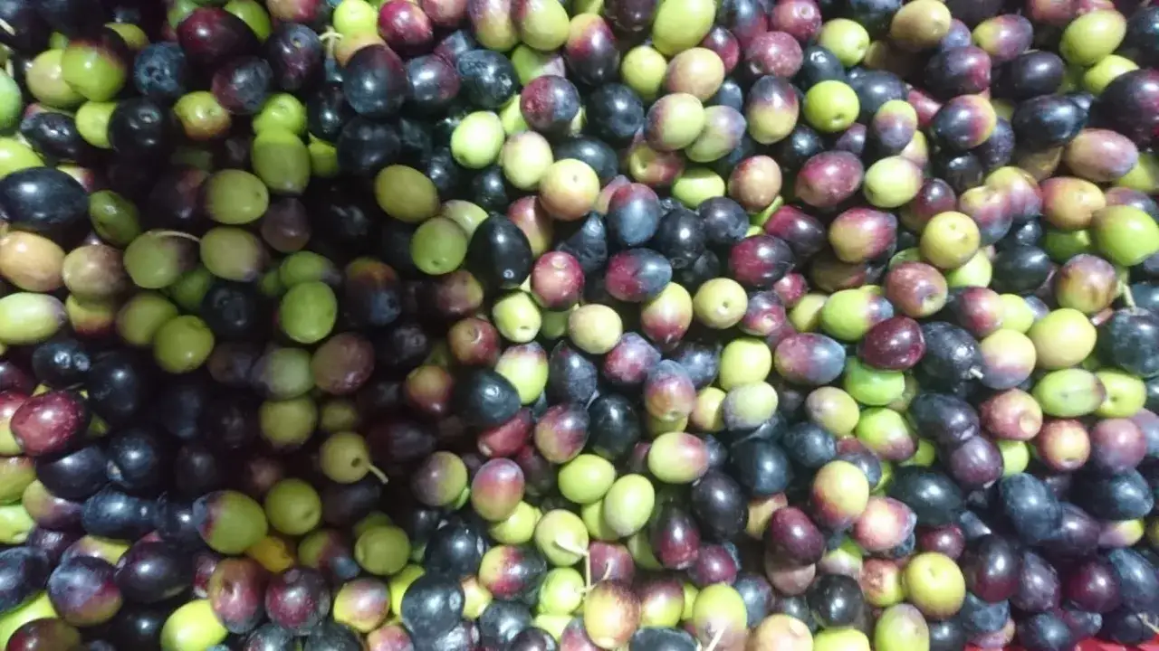 Aceitunas verdes y negras, listas para aprender como hacer aceite de oliva en casa.